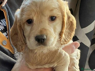 Cocker Spaniel dogs - Advert 3