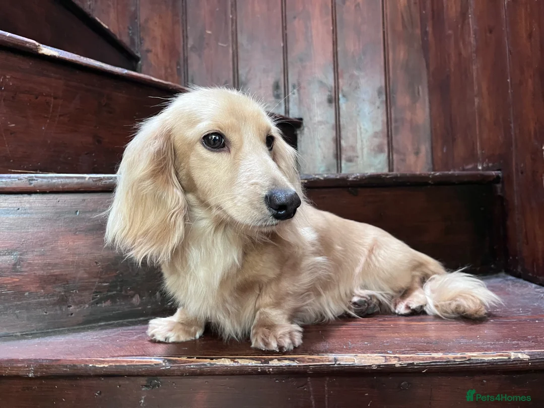 Miniature Dachshund dogs for stud: PROVEN KC CREAM MINIATURE LONG DACHSHUND STUD - Advert 2