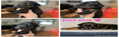 Dark pink