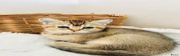 Scottish Fold cats for sale: BEAUTIFUL KITTENS LOOKING FOR THEIR FOREVER HOMES! - Advert 27