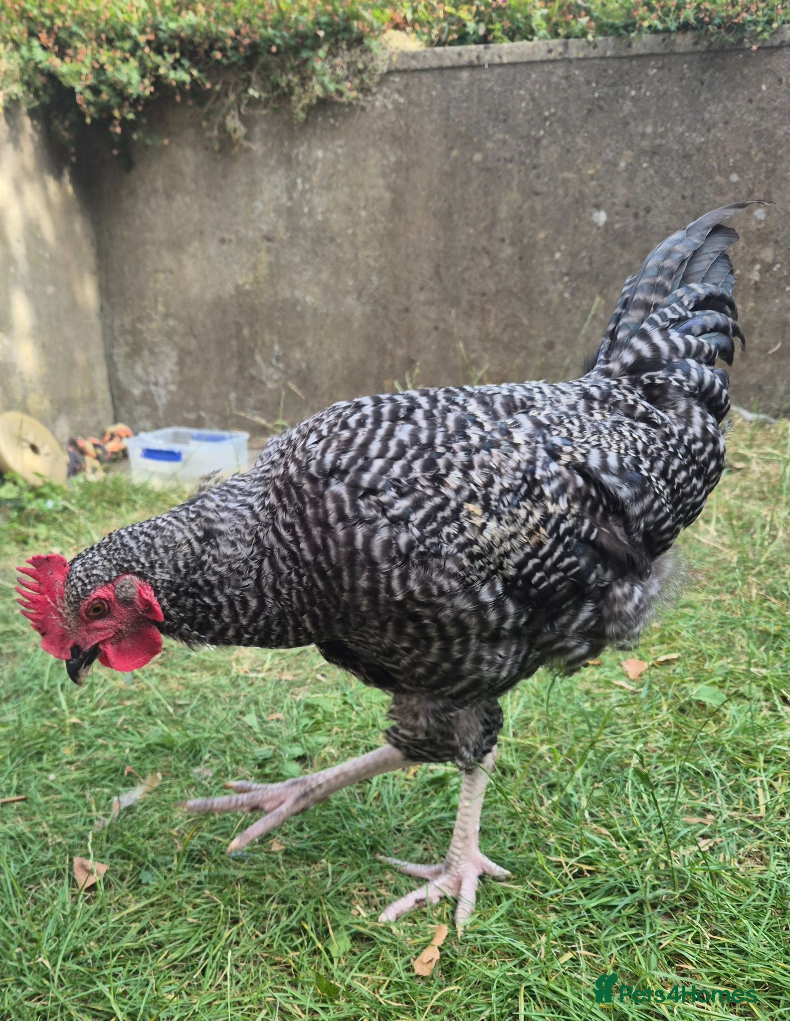Chickens poultry Cuckoo Maran boy needs a new flock - Advert 1