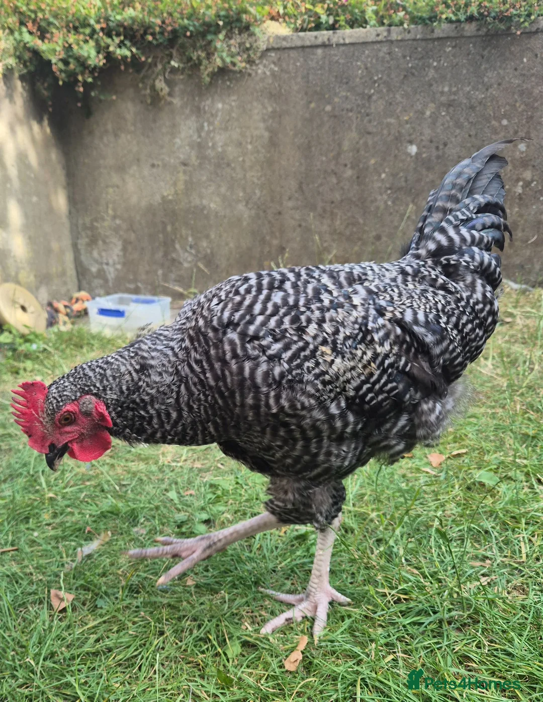 Chickens poultry for sale: Cuckoo Maran boy needs a new flock in Axbridge - Advert 1