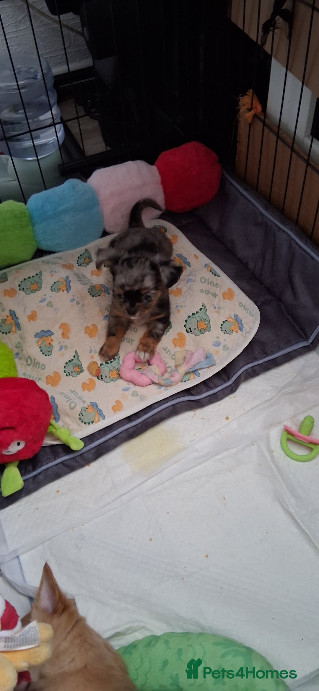 Chihuahua dogs for sale: Stunning Babies looking for forever 5* homes - Image 16