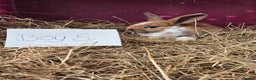 Mini Lop rabbits for sale: Bunnies looking for new homes - Advert 4