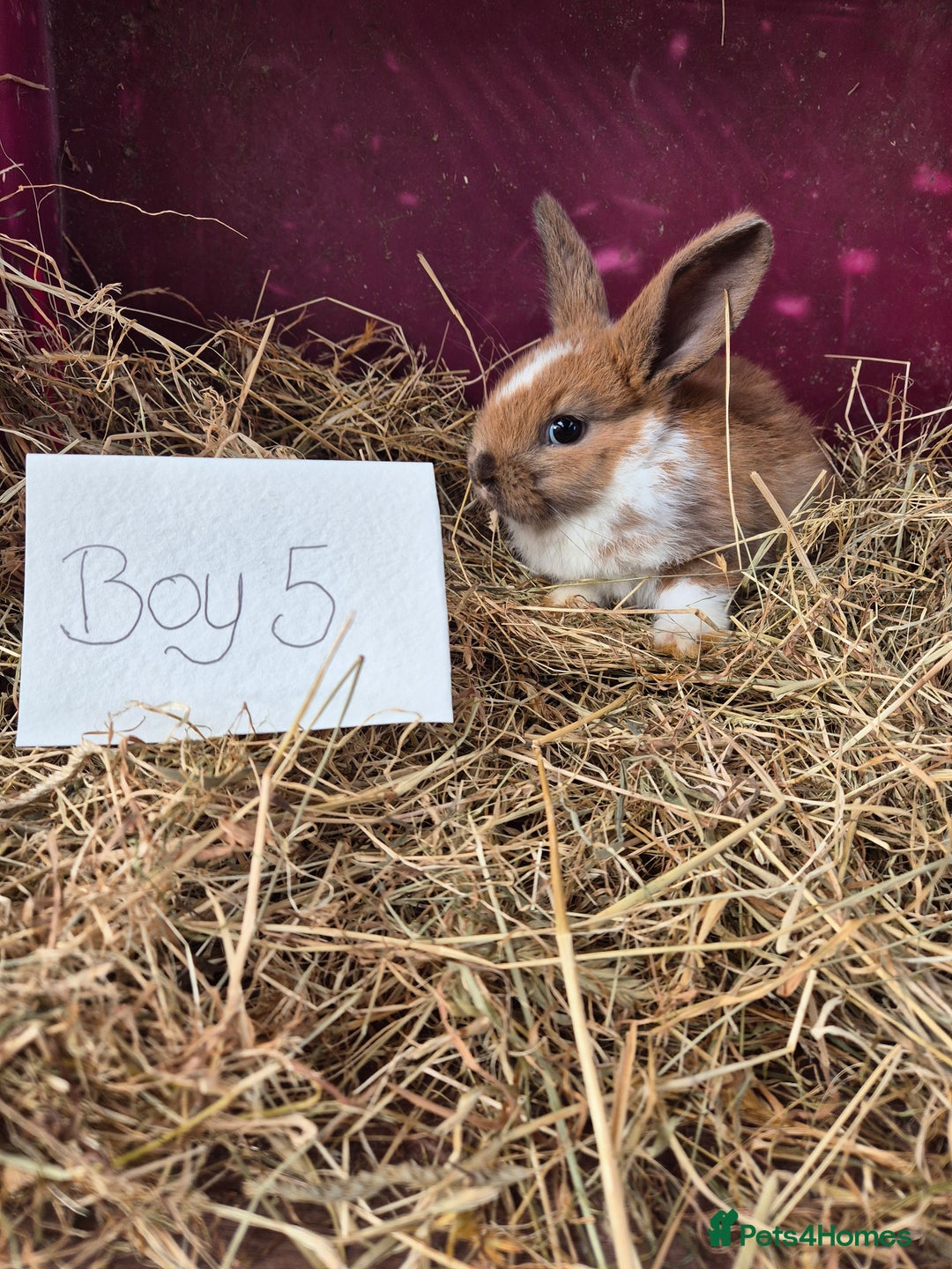 Mini Lop rabbits for sale: Bunnies looking for new homes - Advert 4