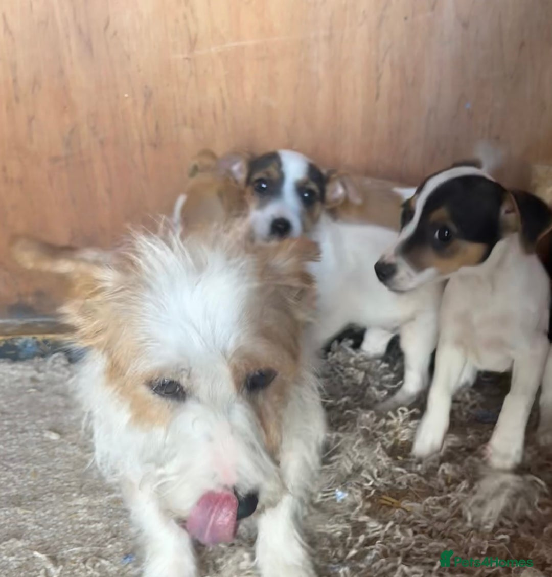 Jack Russell dogs for sale: Three beautiful jack Russel puppies  - Image 6