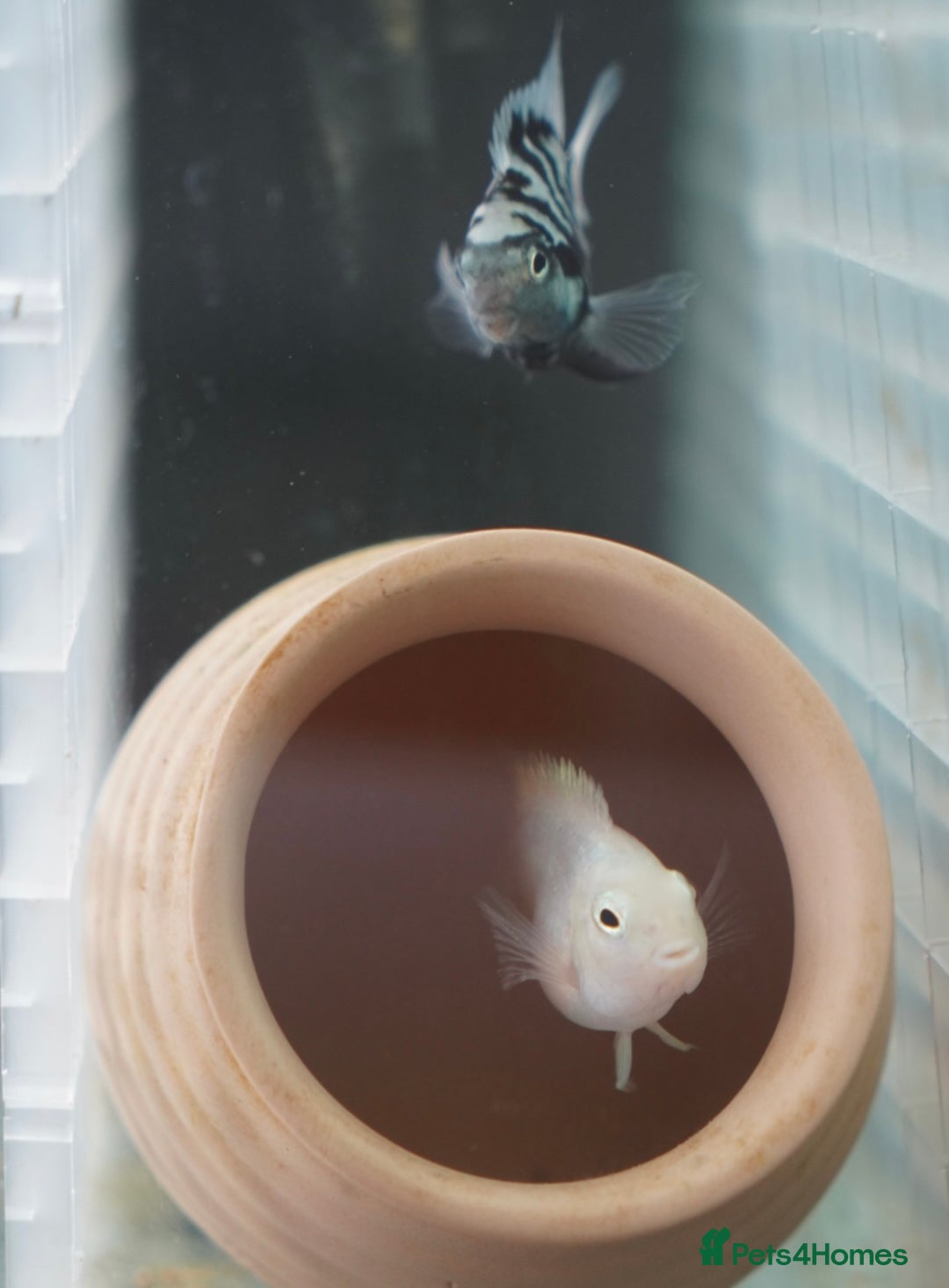 Cichlids fish for sale: Polar tiger cichlid for sale - Image 3