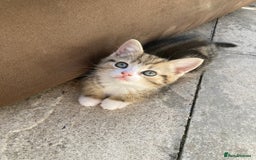 Siberian cats for sale: Persian/Siberian kittens - Image 2