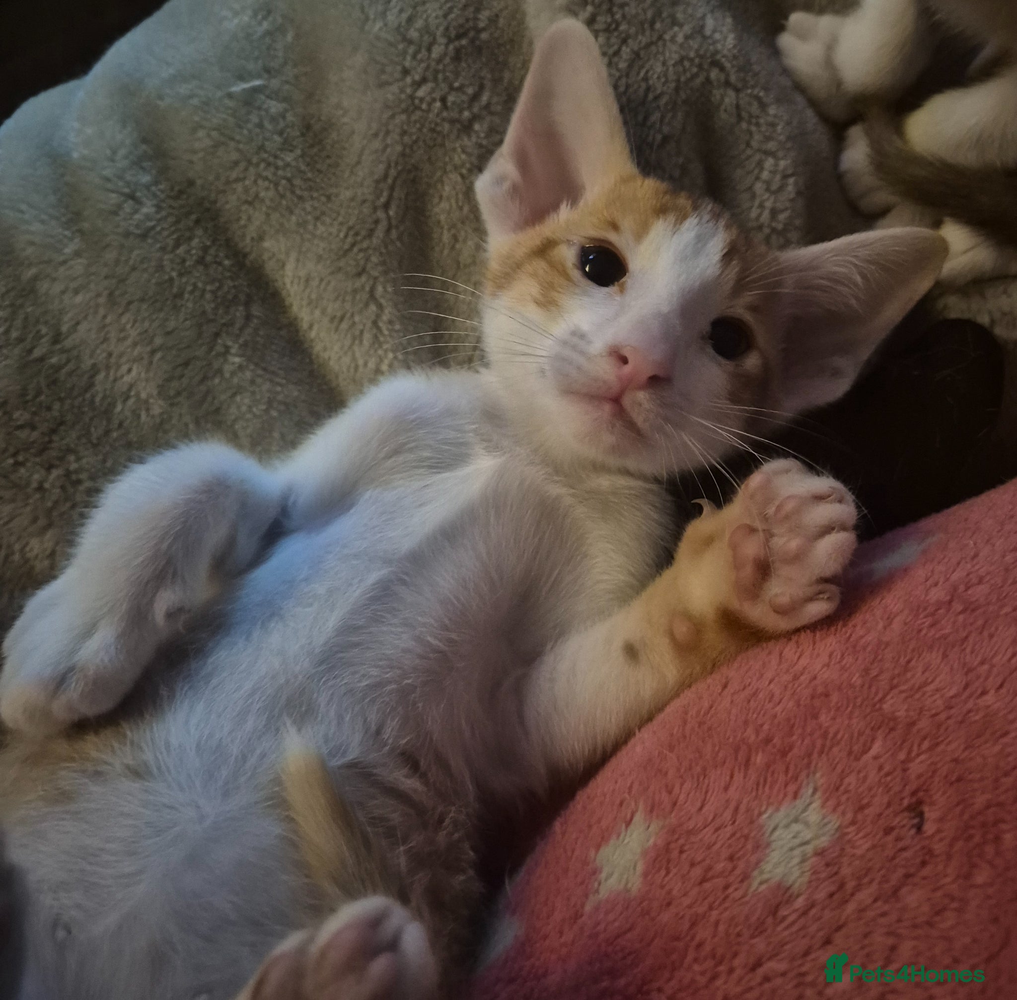 Oriental cats Pedigree Oriental kittens  - Advert 10