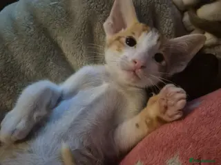 Oriental cats Pedigree Oriental kittens - Advert 10