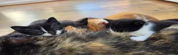 Mixed Breed cats for sale: 🐱 Cute Kittens for Sale 🐾  - Advert 14