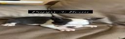 Boston Terrier dogs for sale: ✨Beautiful Boston Terrier Puppies✨ - Advert 3