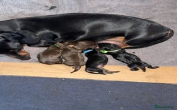 Miniature Dachshund dogs for sale: 4 beautiful miniature dachshund puppies - Image 9