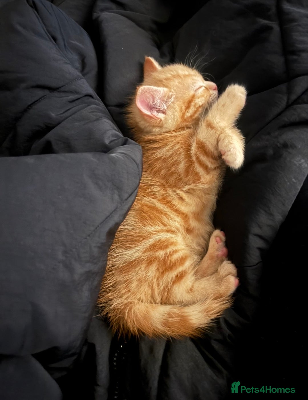 Mixed Breed cats for sale: Four mixed breed kittens for sale - Advert 7