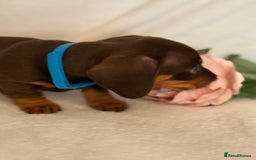 Miniature Dachshund dogs for sale: Stunning miniature dachshunds - tiny parents  - Image 7