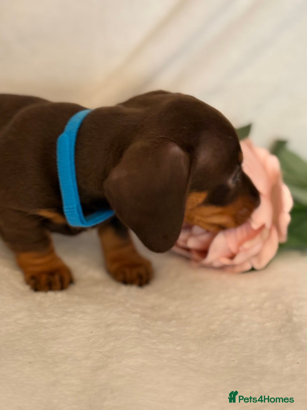 Miniature Dachshund dogs for sale: Stunning miniature dachshunds - tiny parents  - Image 7
