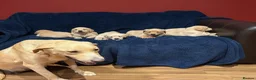 Labrador Retriever dogs for sale: Fetch labrador puppies - Advert 12