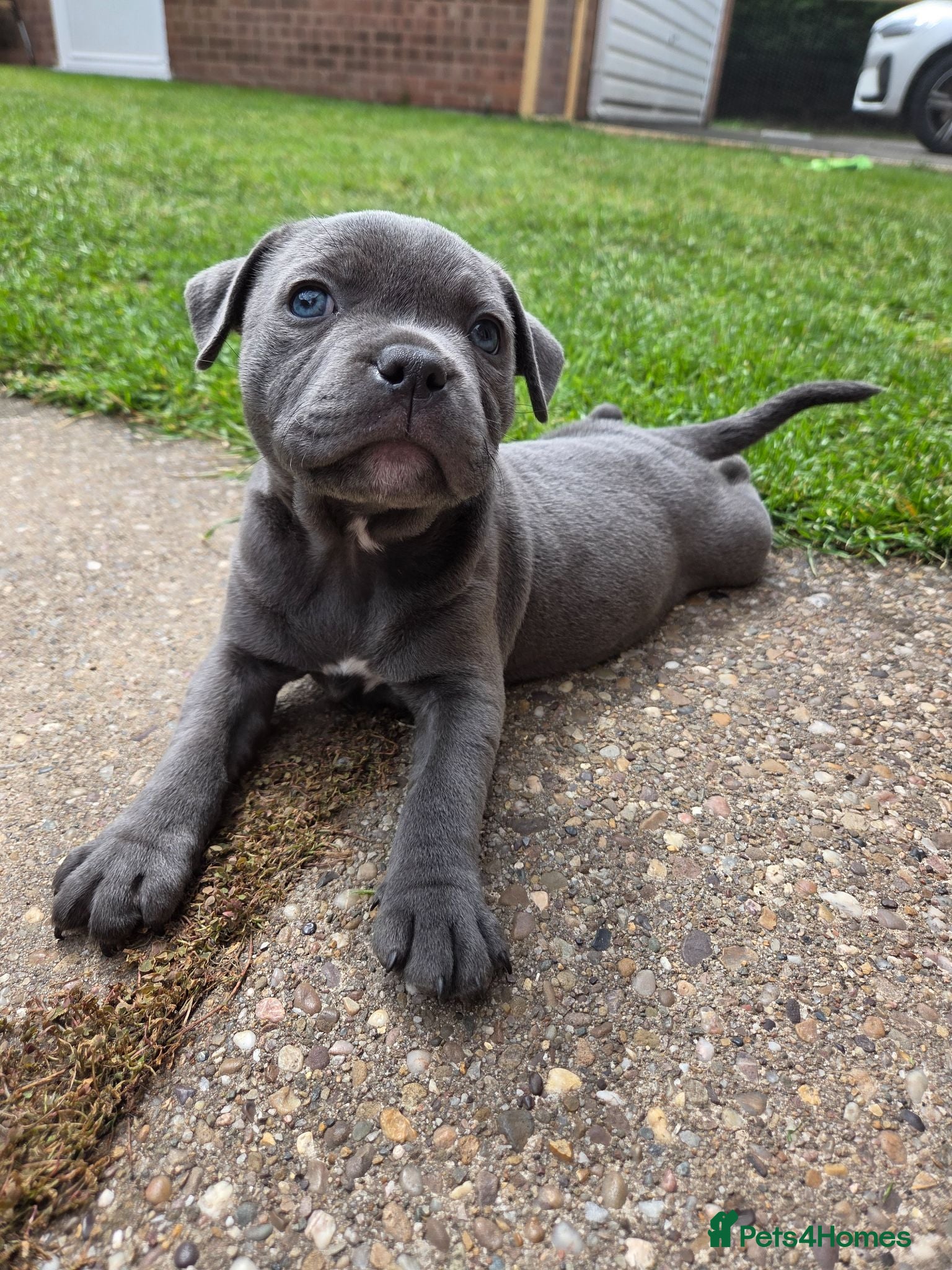 Staffordshire Bull Terrier dogs Beautiful Blue Staffy Girl – Last Puppy Available - Advert 9