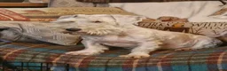 Sealyham Terrier dogs for sale: Sealyham Terrier puppies in Haverfordwest - Advert 2