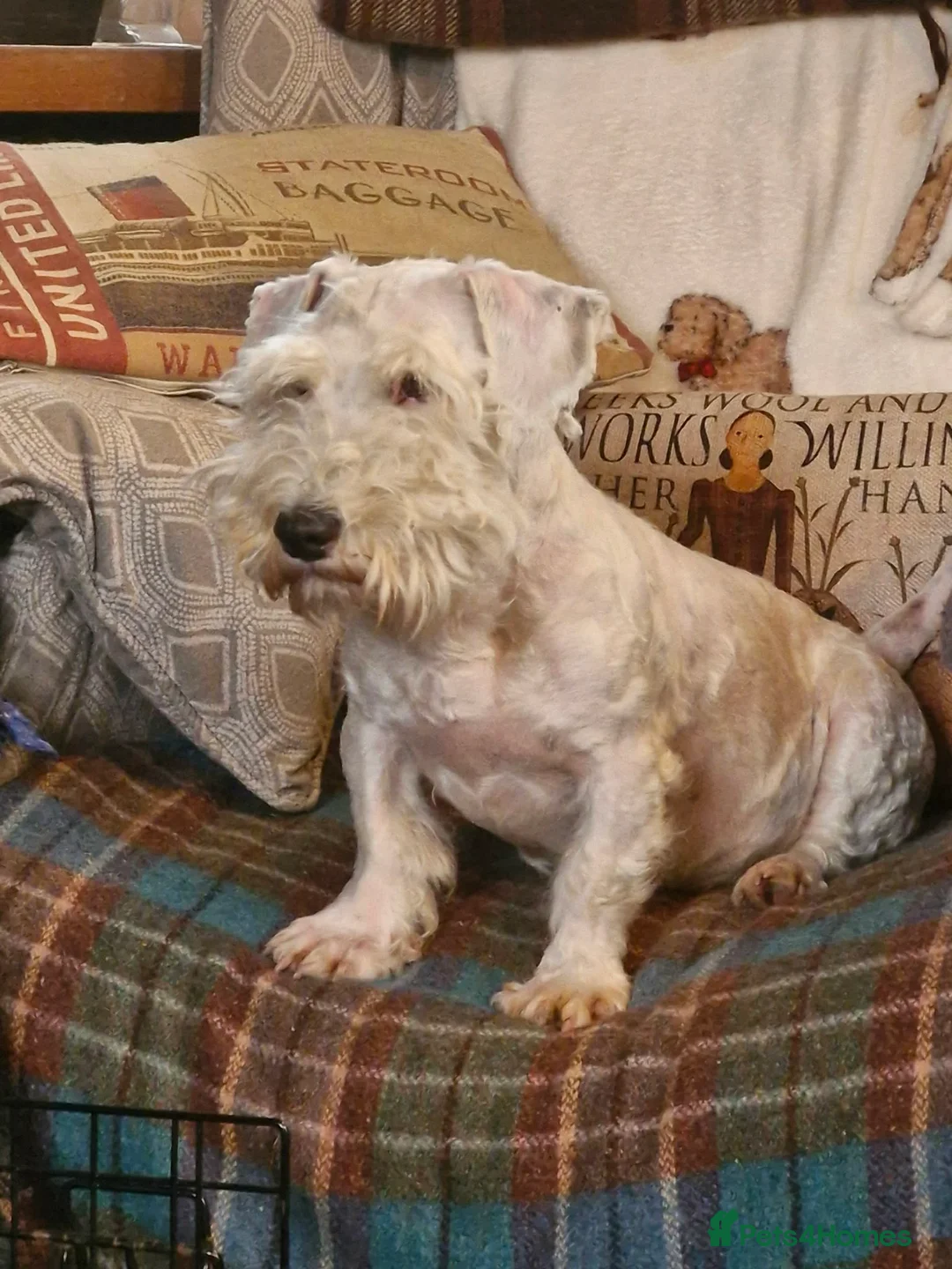 Sealyham Terrier dogs for sale: Sealyham Terrier puppies in Haverfordwest - Advert 2