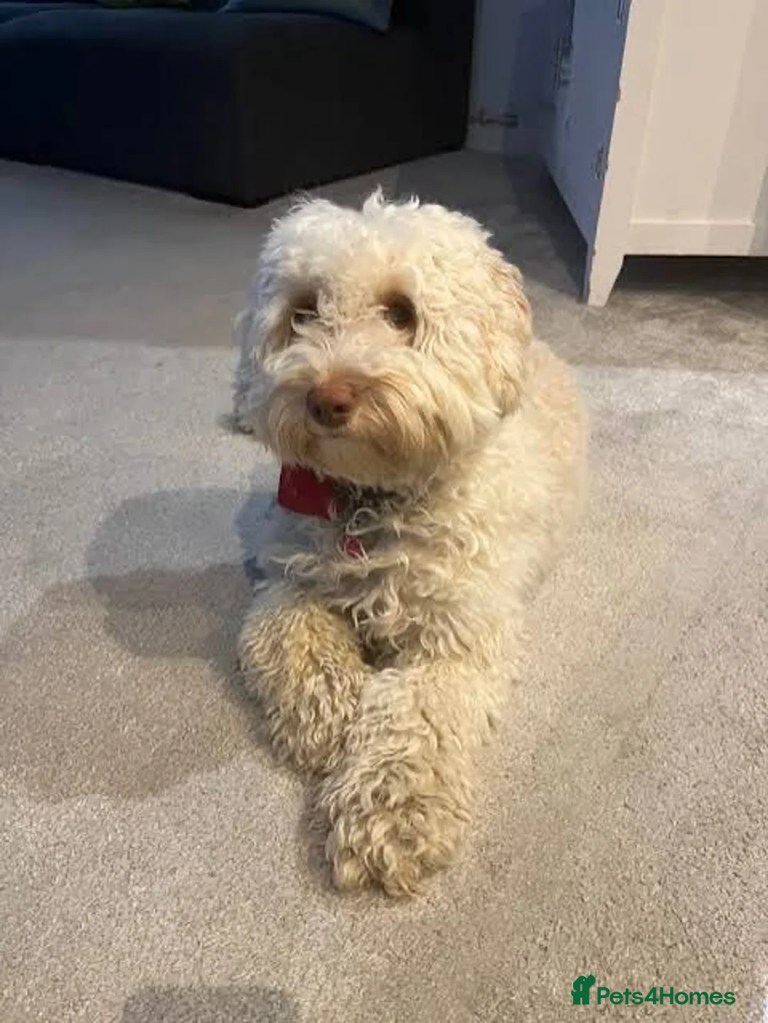 Cockapoo dogs for sale: Cockapoo in London - Advert 1
