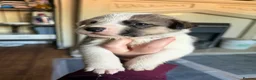 Mixed Breed dogs for sale: Puppies mixed bread  in Stoke-on-Trent - Advert 6