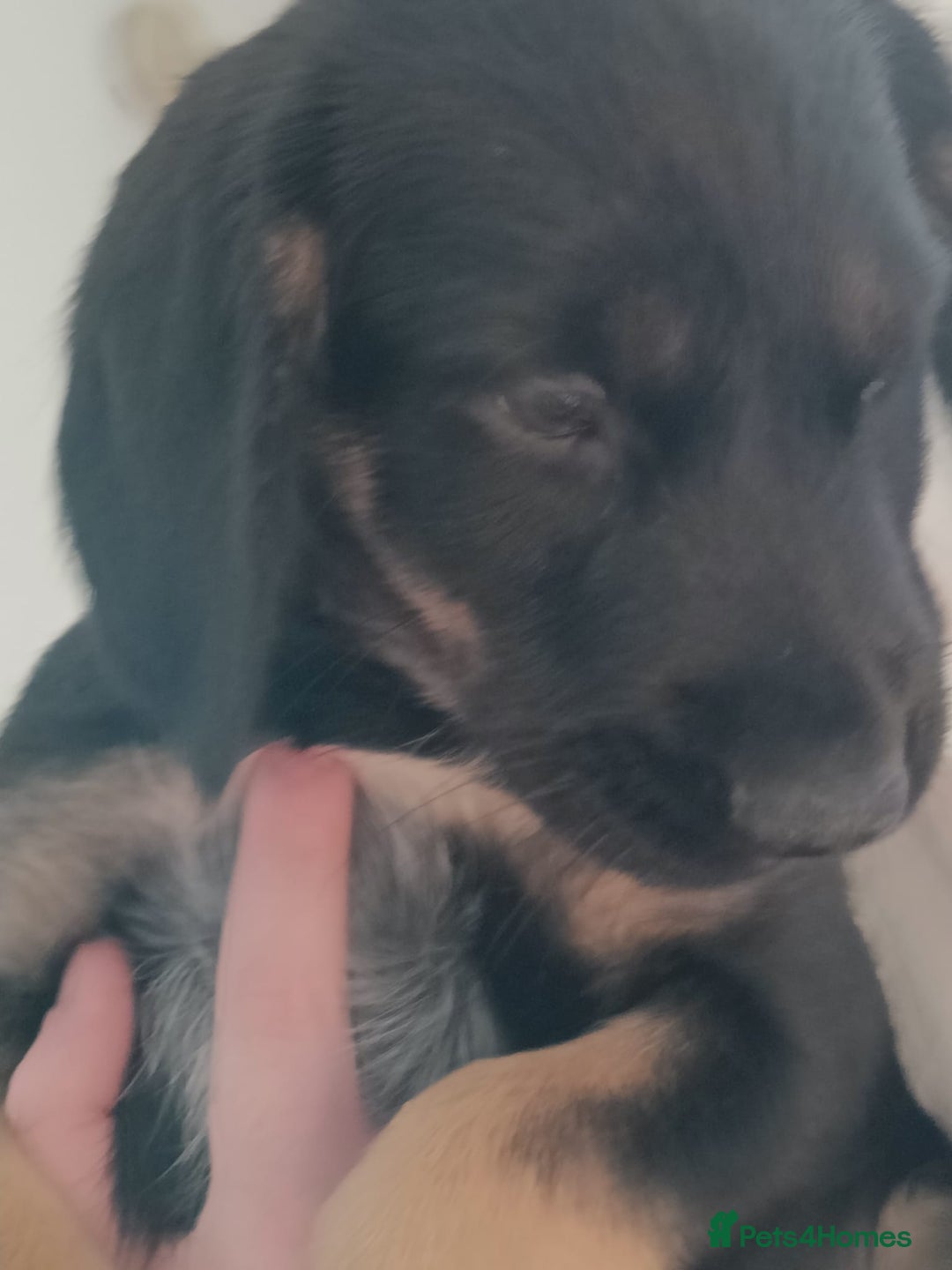 Mixed Breed dogs for sale: Puppies - Image 14