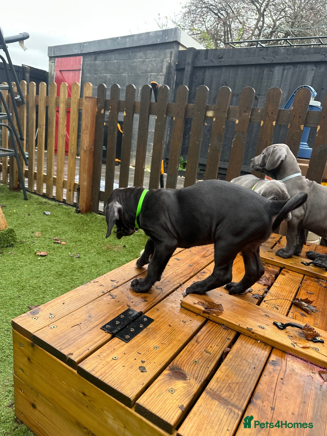 Mixed Breed dogs for sale: Cane corso/Great Dane puppies for sale ✨✨ - Image 21