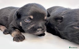 Mixed Breed dogs for sale: Floodle  - Image 15