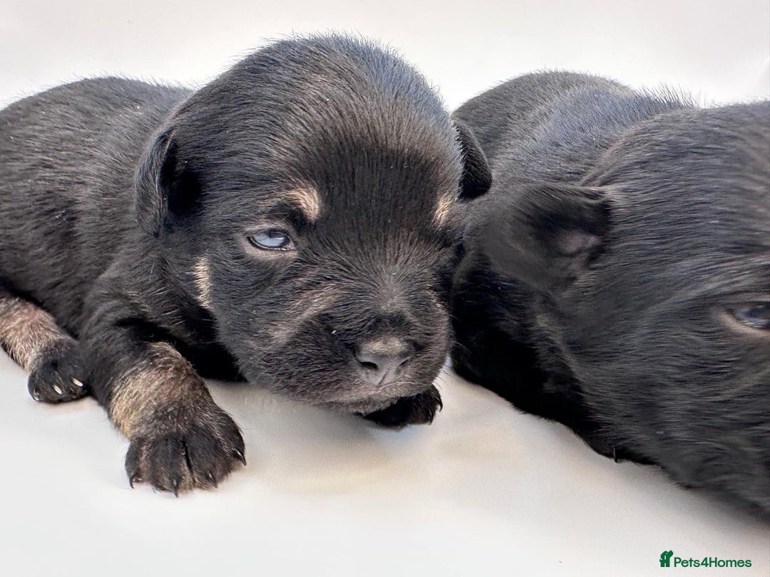 Mixed Breed dogs for sale: Floodle  - Image 15