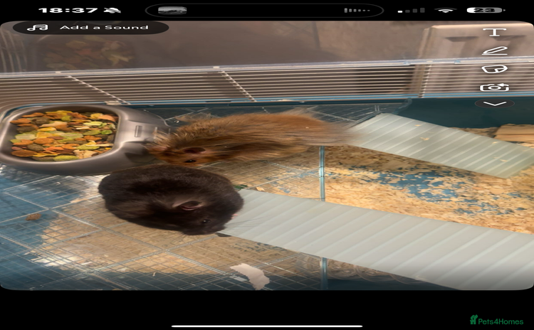 Hamster rodents - Advert 3