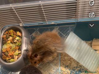 Hamster rodents for sale - Advert 1