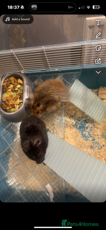 Hamster rodents - Advert 1