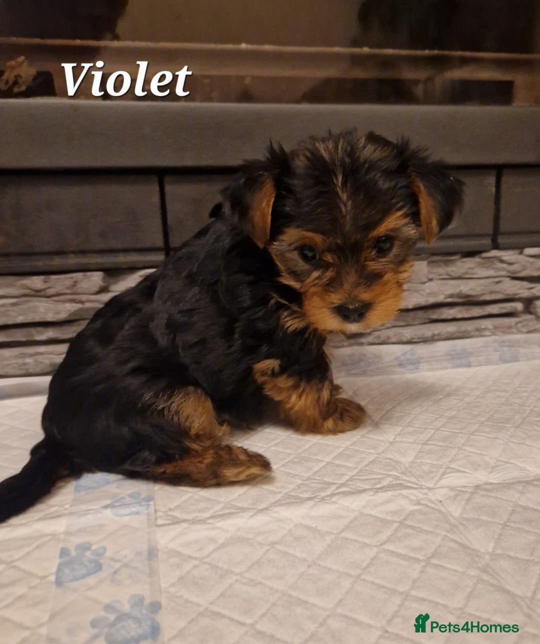 Yorkshire Terrier dogs for sale: Beautiful yorkie puppies - Advert 21