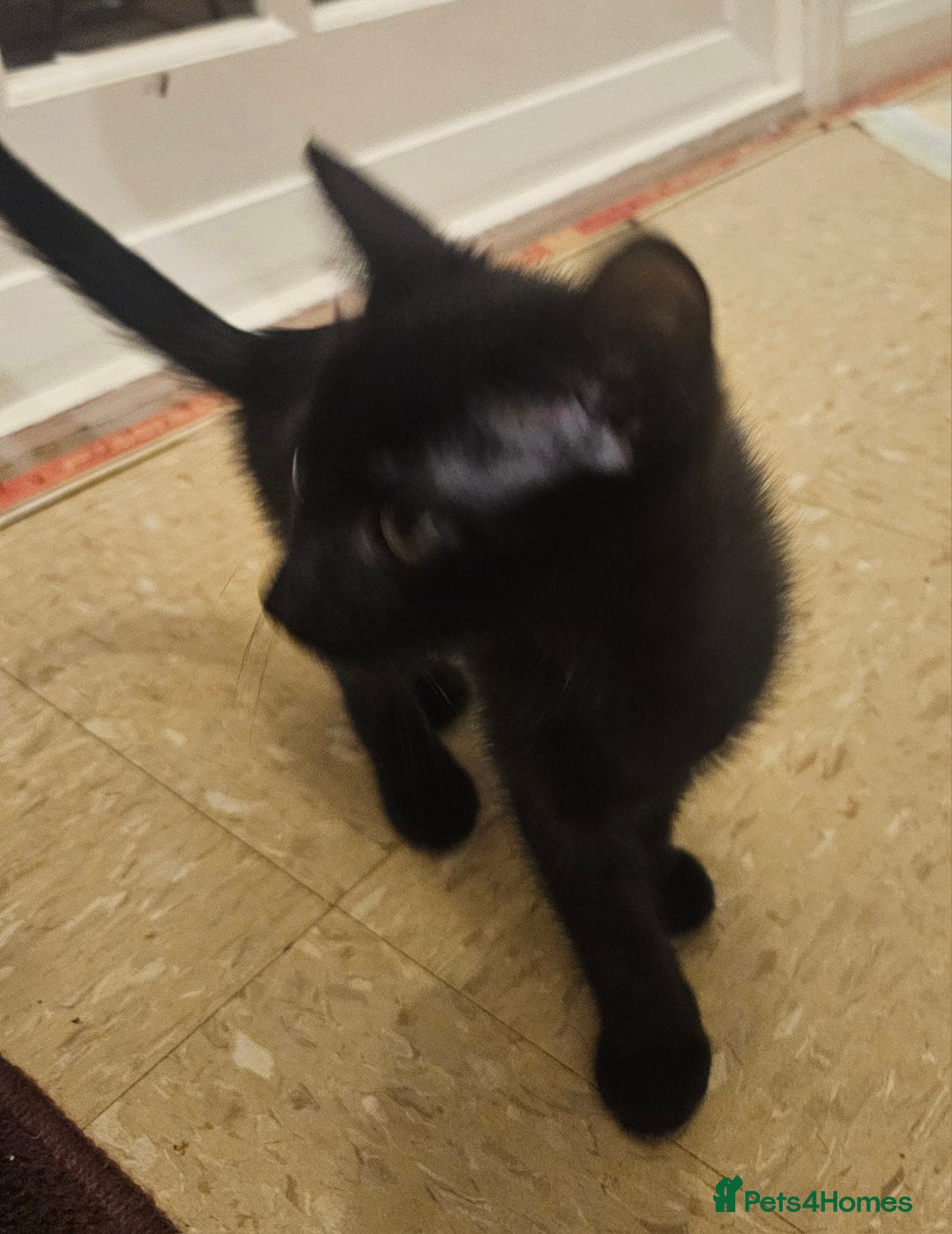 Mixed Breed cats for sale: 3 month old mixed breed kittens – boys & girls - Advert 10