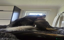 Pomsky dogs for sale: Pomsky F3 Pups -Read Descp - Image 5