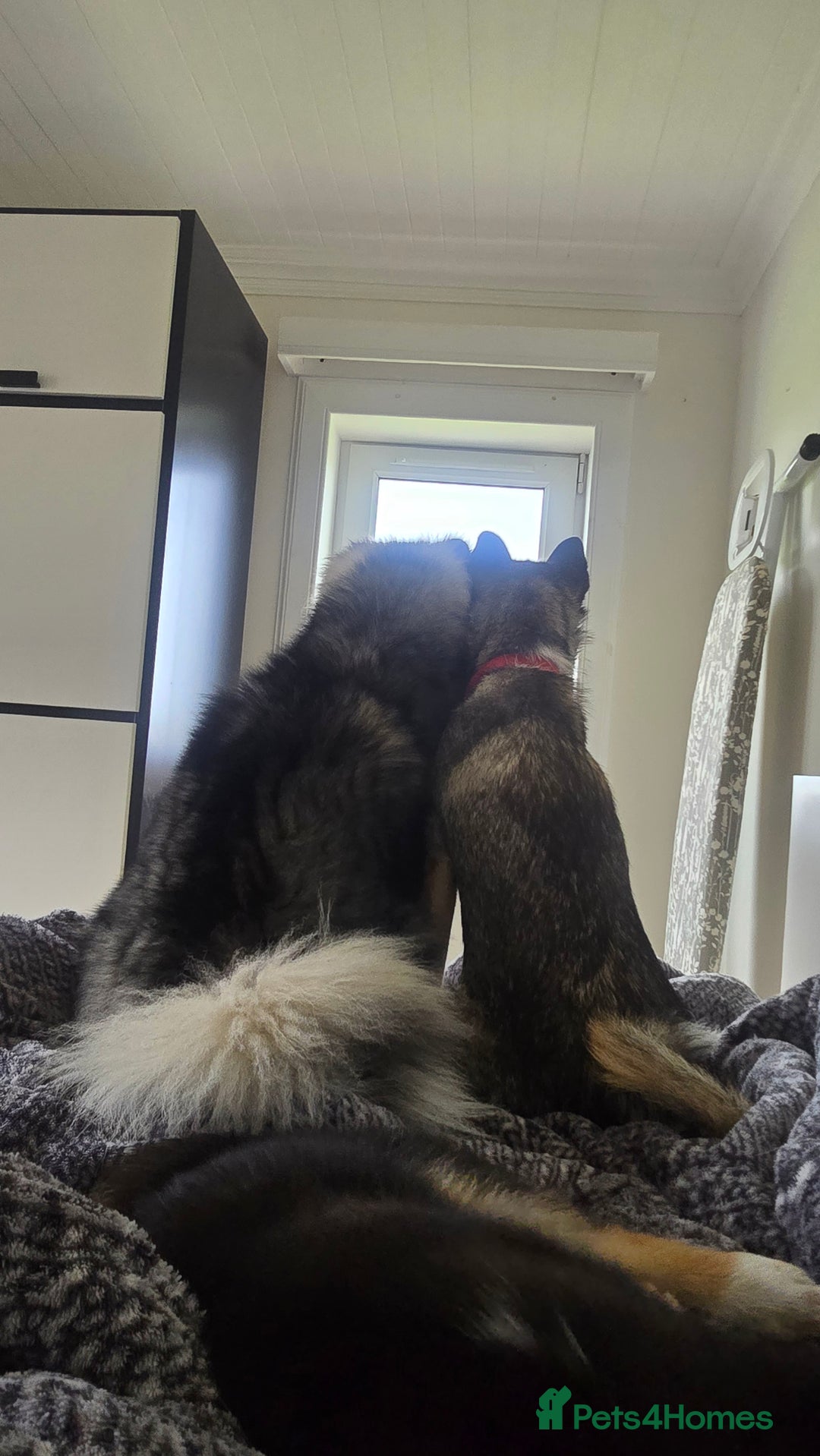 Pomsky dogs for sale: Pomsky F3 Pups -Read Descp - Image 5