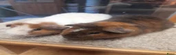 Guinea Pig rodents for sale: Guinea pigs Teddy boars available  - Advert 3
