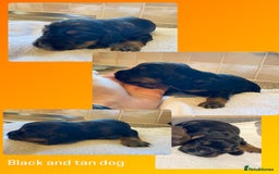 Cocker Spaniel dogs for sale: Working Cocker Spaniel Pups - Image 13