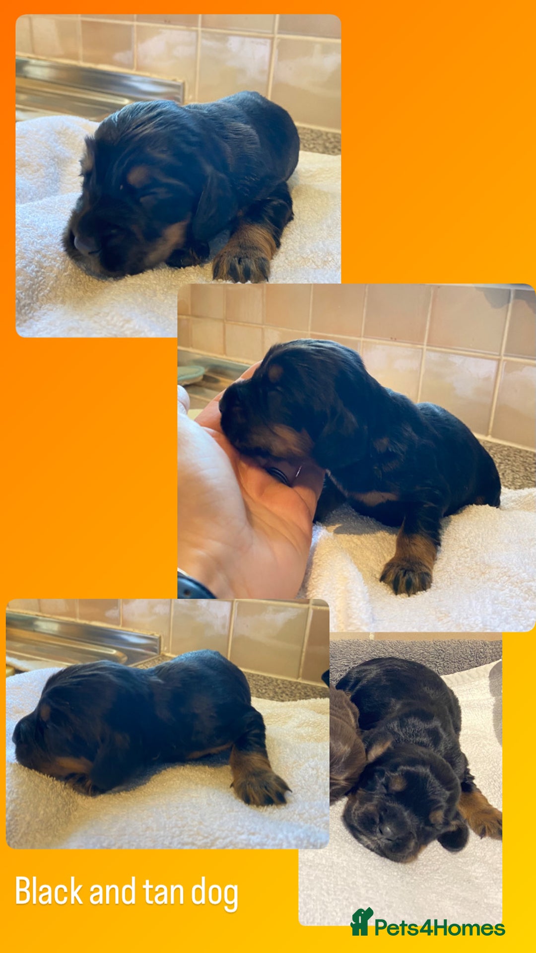 Cocker Spaniel dogs for sale: Working Cocker Spaniel Pups - Image 13