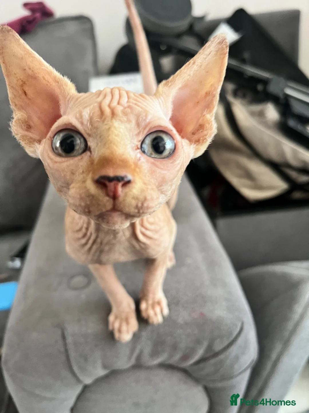 Sphynx cats for sale: Male Sphynx kitten - Advert 1