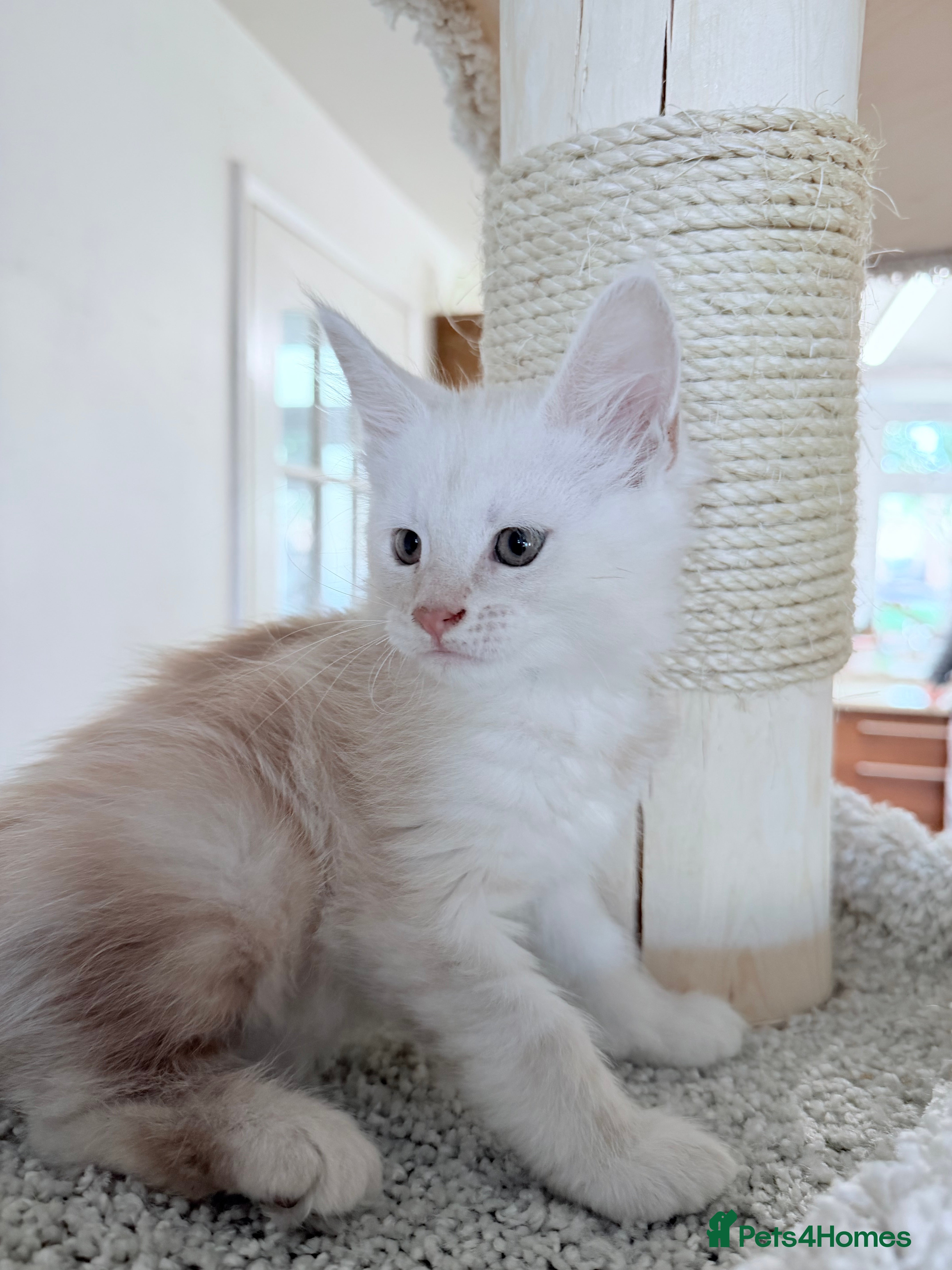 Maine Coon cats GCCF Registered Main Coone Kittens, Ready Now 🏡🏆 - Advert 1