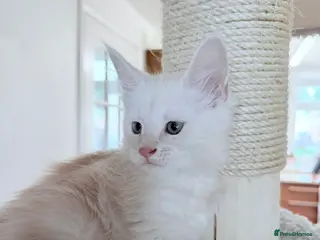 Maine Coon cats GCCF Registered Main Coone Kittens, Ready Now 🏡🏆 - Advert 1