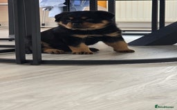 Rottweiler dogs for sale: True Quality Rottweiler Female Puppy  - Image 8