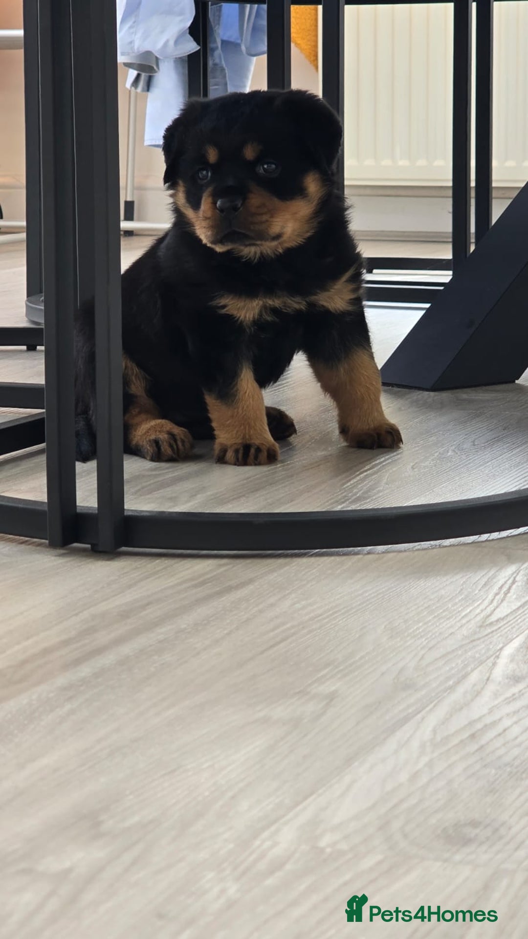 Rottweiler dogs for sale: True Quality Rottweiler Female Puppy  - Image 8