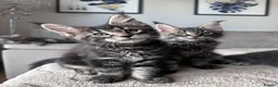 Maine Coon cats for sale: ✨5 Gorgeous Pure Breed Maine Coon Kittens✨ - Advert 5