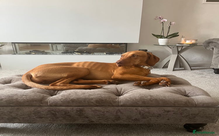 Hungarian Vizsla dogs - Advert 3