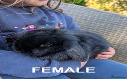 Mini Lop rabbits for sale: Perfect, Petite Female Mini Lop - Image 4