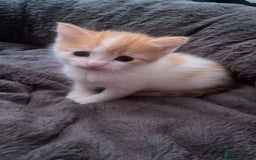 Mixed Breed cats for sale: 4 beautiful kittens - Image 5