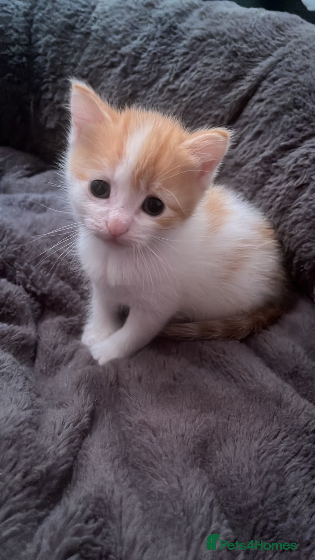 Mixed Breed cats for sale: 4 beautiful kittens - Image 5